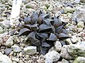 The pointed bristled leaves of Haworthia mirabilis