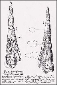 Holotype rostrum of Protosphyraena nitida, a successful genus of middle Cretaceous swordfish (from Hay, 1903). Hay01.jpg