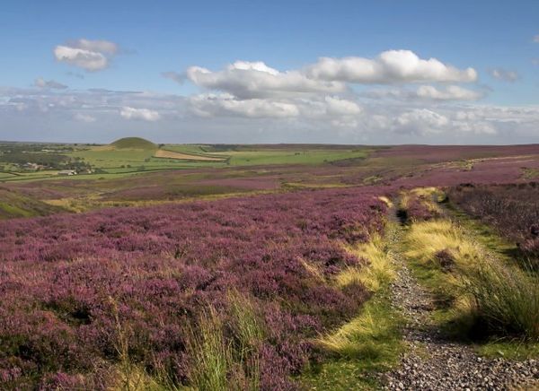 Heather moorland on the North York Moors mainly consisting of Calluna vulgaris