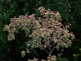 Habit, general views