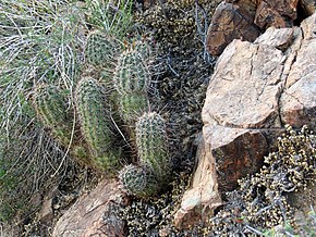 Beskrivelse av Hedgehog Cactus image - Flickr - treegrow.jpg.