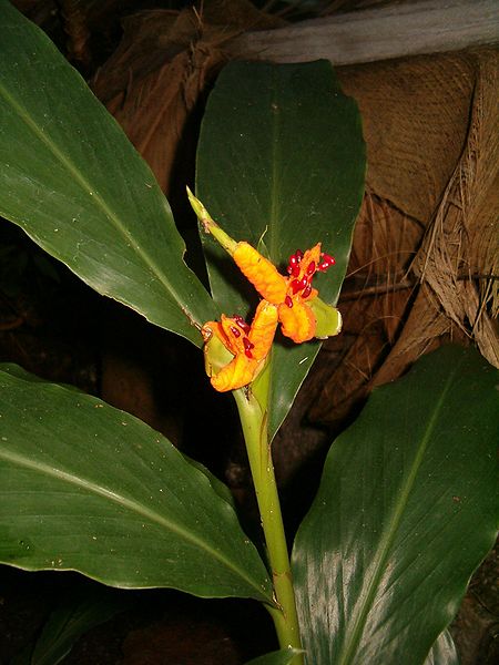 File:Hedychium horsfieldii Brachychilum horsfieldii BotGardBln27120B.jpg