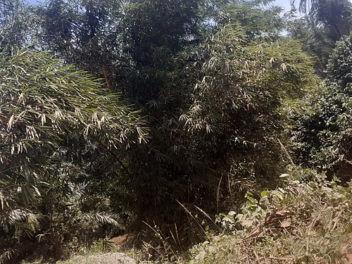 Trees and grasses in Kigwena Nature Reserve Photograph: User: Ntahonsigaye