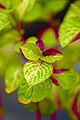 Herbst's bloodleaf (Iresine herbstii).