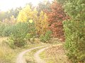 Herbst im Grunewald (Autumn in the Grunewald) - geo.hlipp.de - 30299.jpg