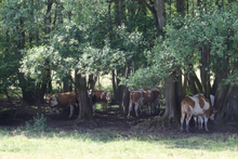 Herbstein Lanzenhain Wood Pasture Cattle 2022 SW.png