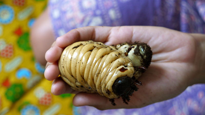 File:Hercules beetle (Dynastes hercules) - 24 July 2010.jpg