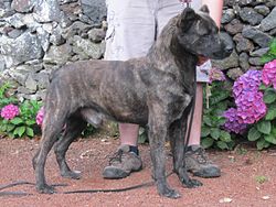 portuguese fila dog breed