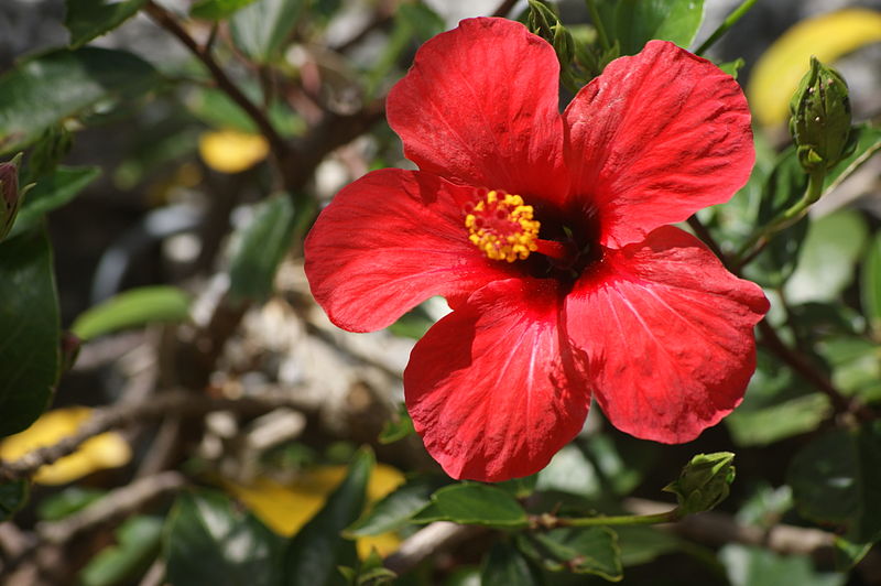 File:Hibiscus 13.JPG