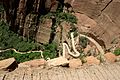 Serpentina en Zion Canyon, Utah, EE.UU.