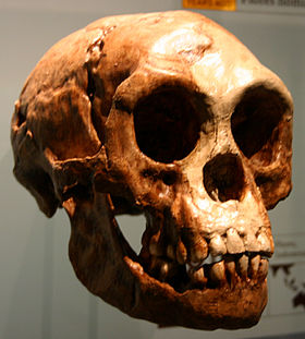 Crânio de Homo Floresiensis