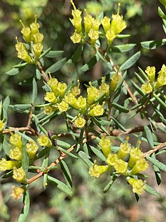 <i>Homoranthus lunatus</i> Species of flowering plant