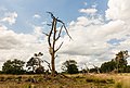 * Nomination Walk through The Strubben-Kniphorstbos. Dead tree. --Agnes Monkelbaan 04:54, 27 June 2017 (UTC) * Promotion Good quality -- George Chernilevsky 05:09, 27 June 2017 (UTC)