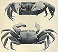 Thumbnail for Gulf ghost crab