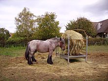 Ein Pferd im Profil gesehen, massiv, mit braunem Kopf und weißen Orps, in der Nähe eines Heuballens.