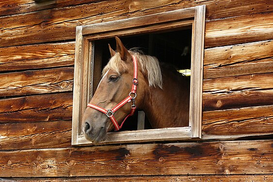 A horse looks out of a window near Filzmoos, Austria