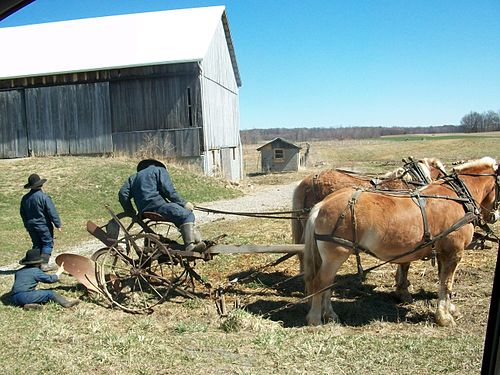 Amish horses at work in north west Pennsilvania