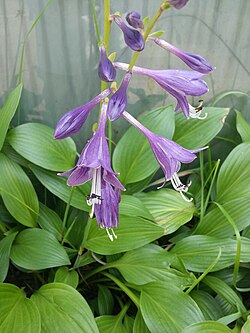 Hosta longipes.jpg