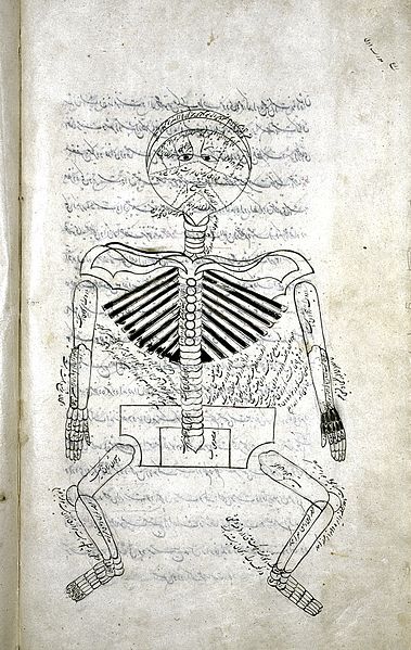 File:Human skeleton with anatomical labels, Persian, 1893 Wellcome L0012604.jpg