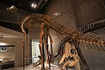 Squelette reconstitué d'Hypacrosaurus sp. au Musée national de la nature et des sciences de Tokyo (Japon).