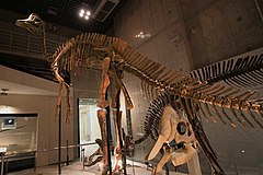 Description de l'image Hypacrosaurus skeleton.jpg.