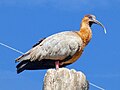 Ibis2.jpg met zwarte kop