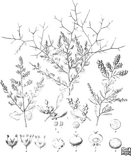<i>Chenopodium spinescens</i> Species of plant