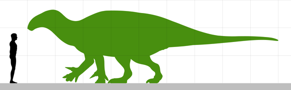 Size comparison of Iguanacolossus