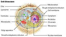 Illu cell structure.jpg