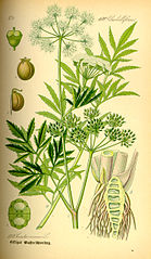 Cowbane or water hemlock, Cicuta virosa (virulent poison)