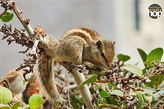 Indian-Squirrels.jpg