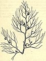 Insectivorous Plants, Darwin, 1899 (fig. 17).jpg