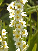 Iridaceae - Sisyrinchium striatum