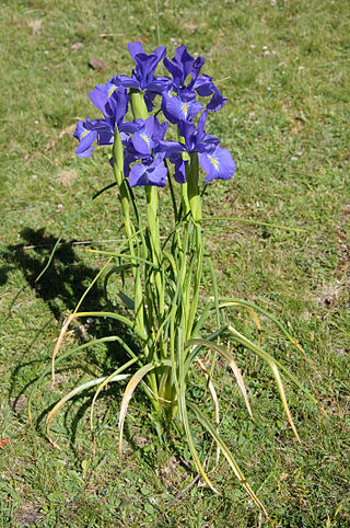 <i>Iris latifolia</i> Species of flowering plant in the iris family Iridaceae