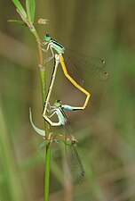 Golden Dartlet Ischnura rubilio mating pair