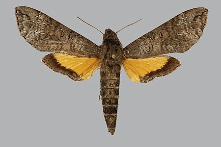 Isognathus australis