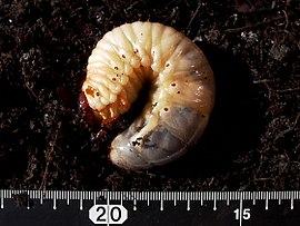 カブトムシ Wikipedia