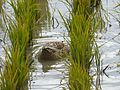 English: Ducks working in a rice field