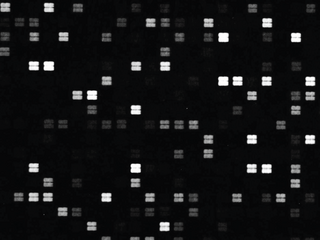 Peptide microarray