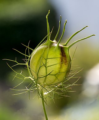 Nigella damascena (fruit) stacking. Focus stapel aus 10 Bildern.