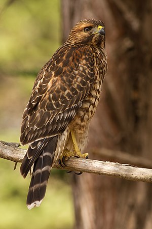 Juvenile red-shouldered hawk (Buteo lineatus elegans) at the Presidio, San Francisco, California.