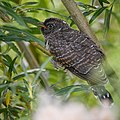 * Nomination juvenile cuckoo (cuculus canorus) --Ssprmannheim 13:14, 3 May 2022 (UTC) * Decline  Oppose plant in foreground --Charlesjsharp 14:57, 3 May 2022 (UTC)