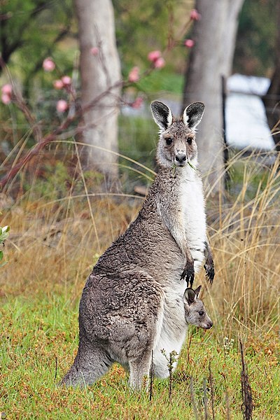 File:Kangaroo and joey.jpg