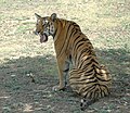 * Nomination Tigers at Karmazari Pench National Park--Fitindia 13:08, 2 December 2018 (UTC) * Promotion GQ --Palauenc05 15:32, 3 December 2018 (UTC)