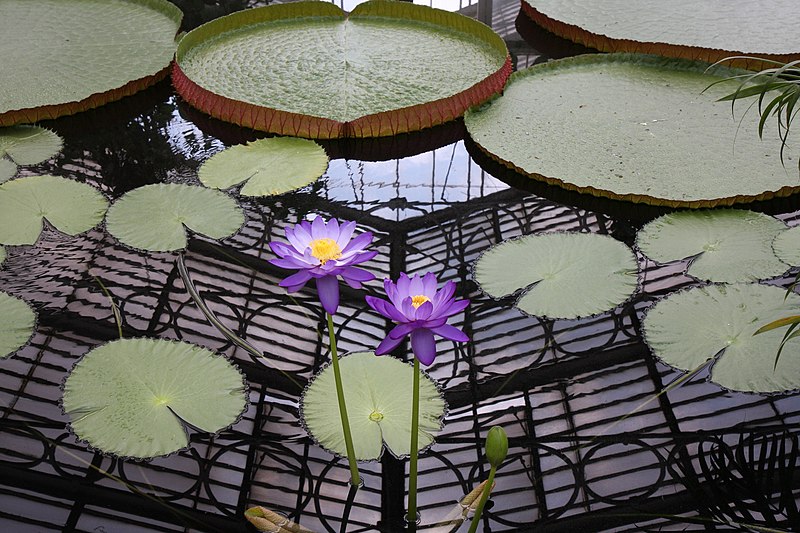 File:Kew Gardens - Waterlily House - Close.jpg