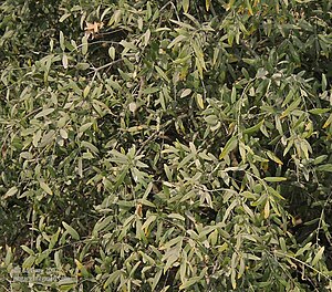 Khabbar (Salvadora oleoides) leaves, Hodal (Faridabad, Haryana) I IMG 1187.jpg