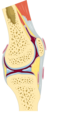 Knee - Parasagittal section