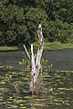 Kota-Belud Sabah Small-lake-along-Federal-Route-1-02.jpg