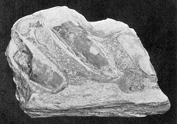 QM F1609, the holotype mandibular symphysis of K. queenslandicus