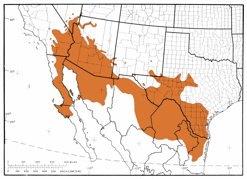 File:L76 Map 3 Acacia greggii var greggii.png